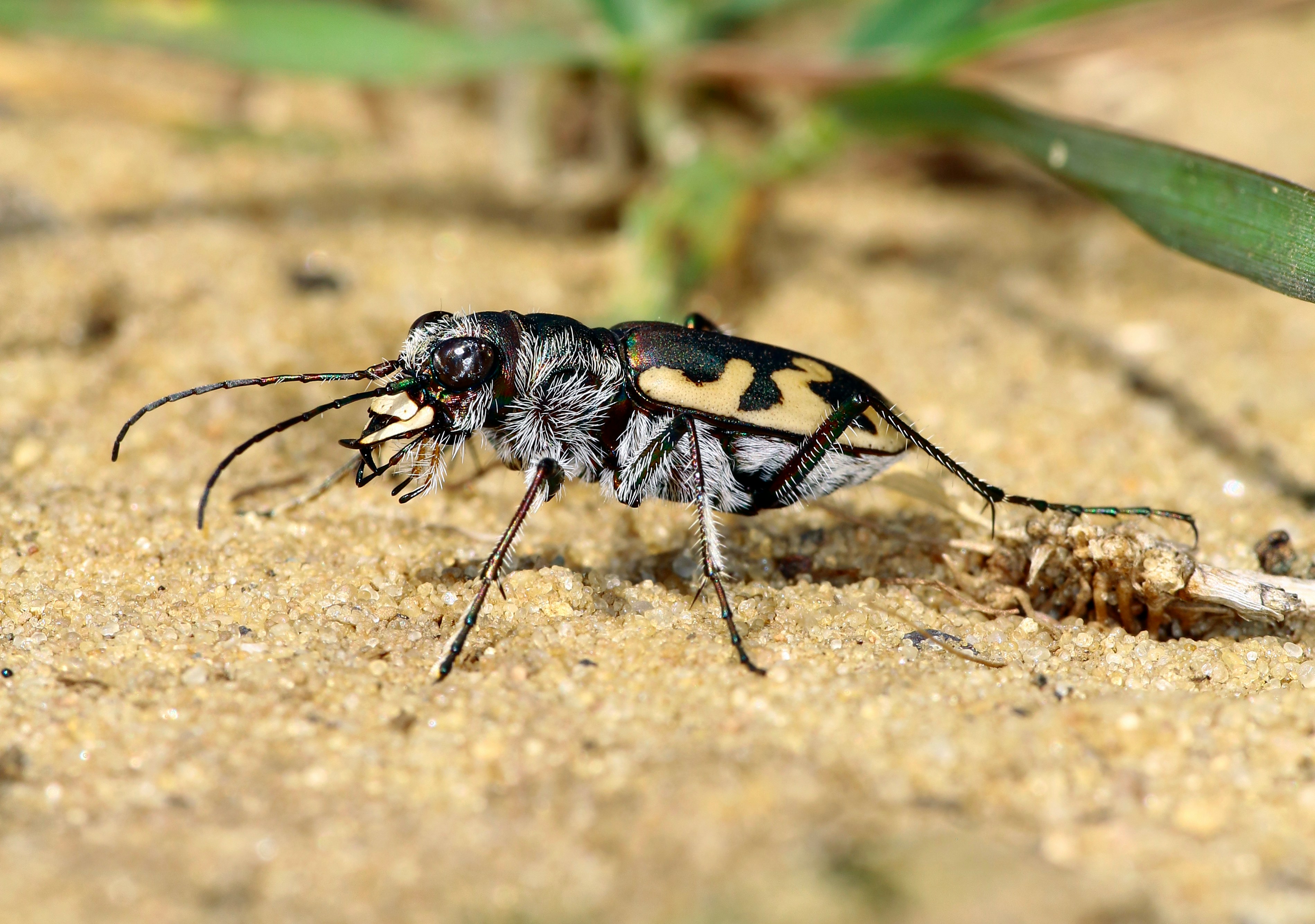 Sand-colored tiger beetle resting on sandy ground