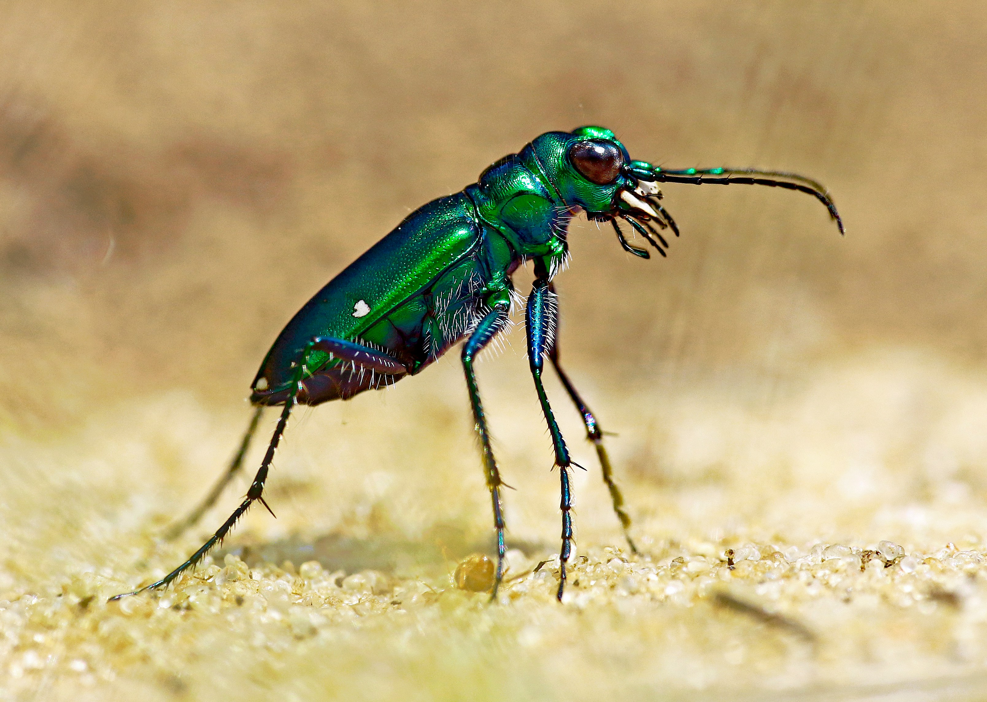 Green tiger beetle on sandy ground